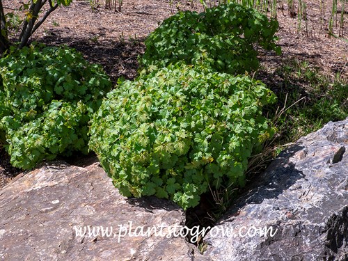 Nanum Bullatum Cranberrybush (Viburnum opulus Bullatum)